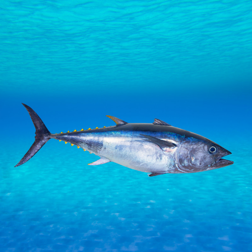 TUNA