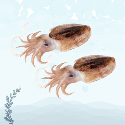 CUTTLE FISH