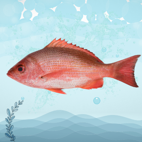 RED SNAPPER